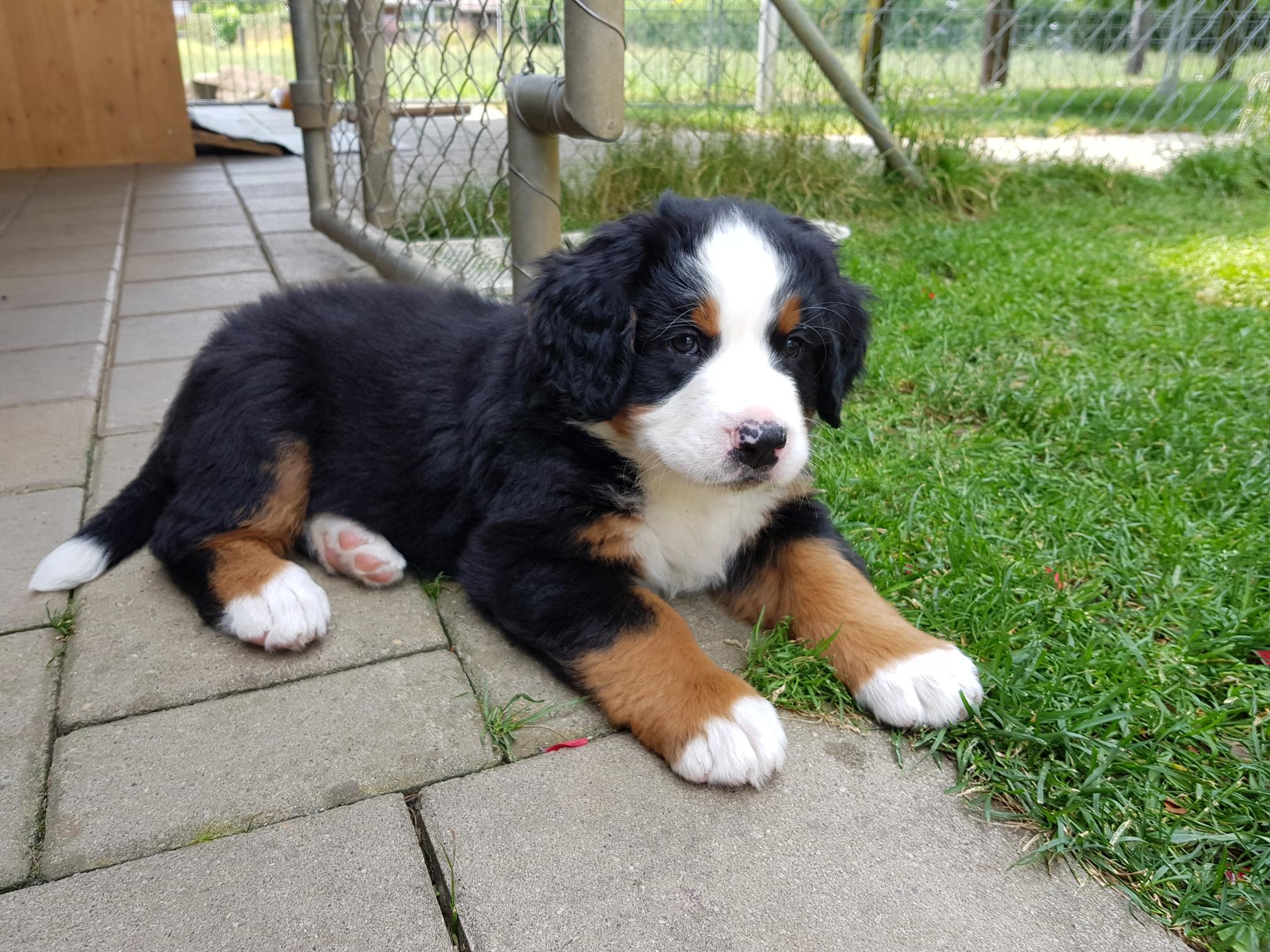 2. Rüde
