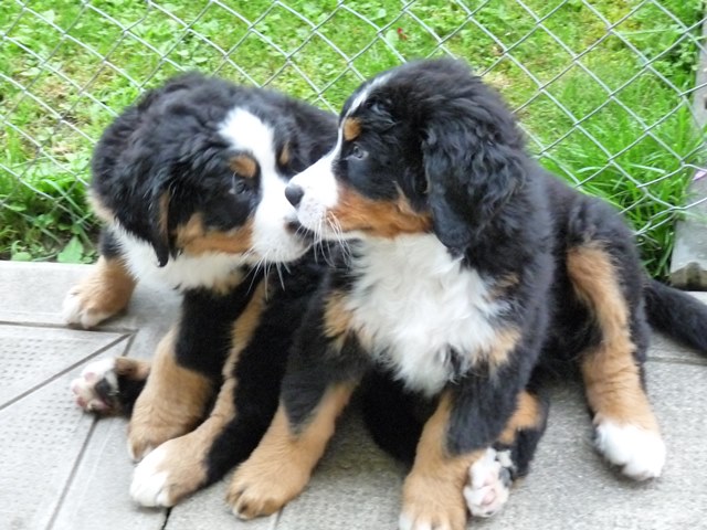 Nando und Nepomuk