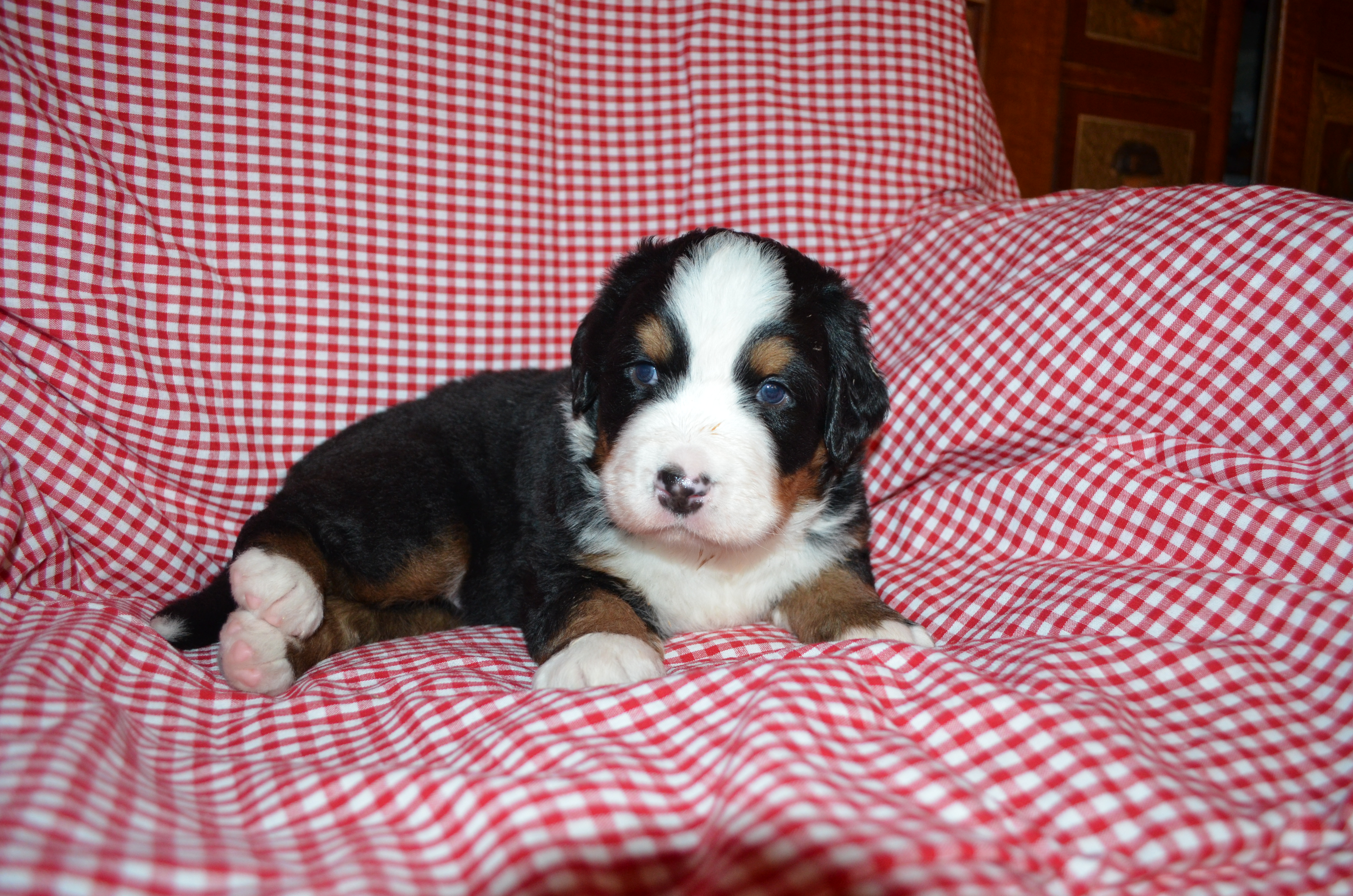1. Rüde