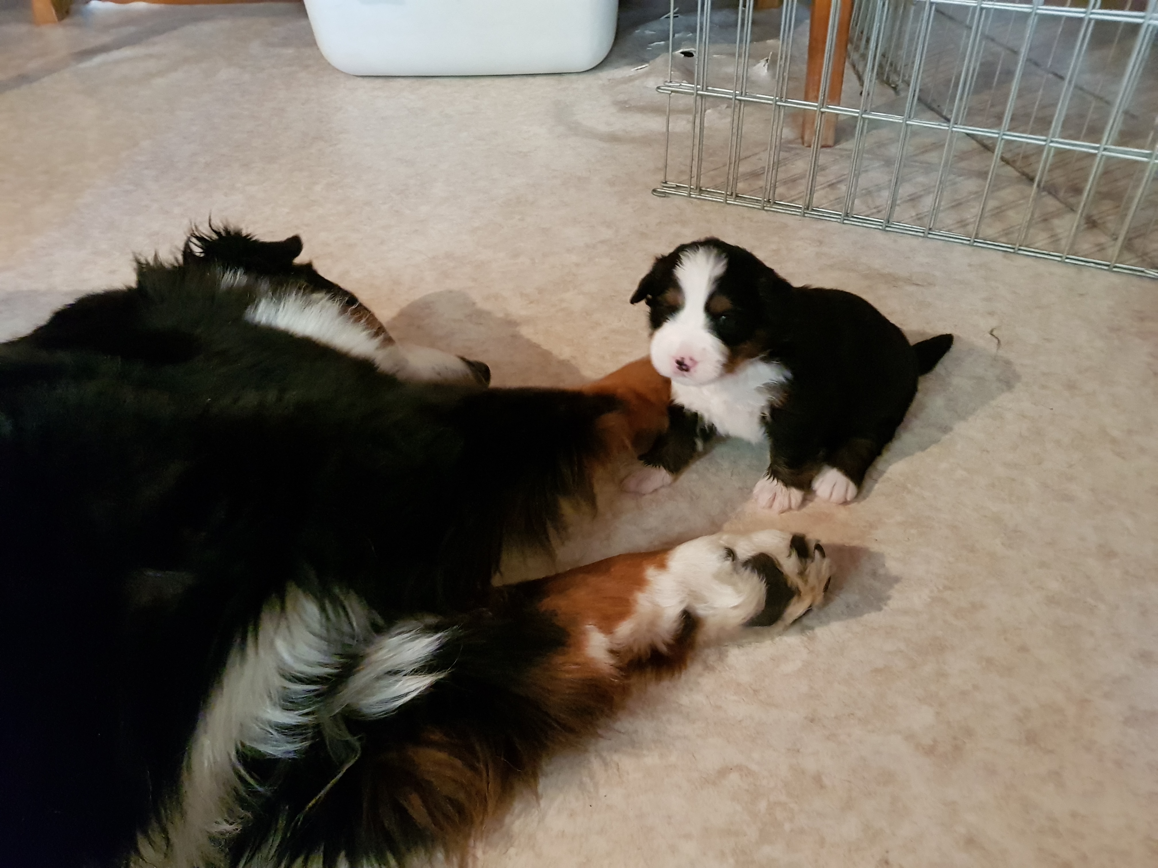 Wanda und Mama Sunny