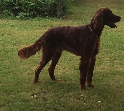 gingers company éducateur canin garde d'animaux pension canine