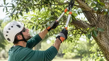 How to Prune Live Oak Trees Without Causing Harm