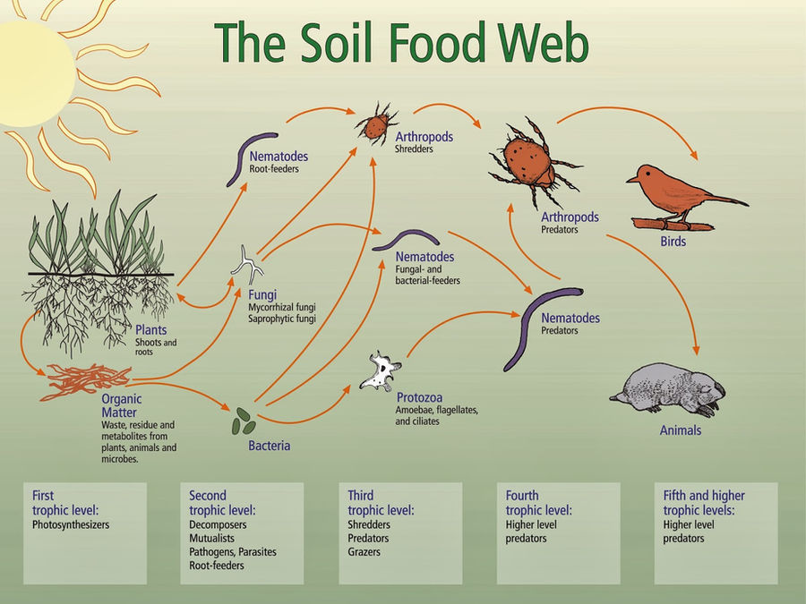 The Soil Food Web