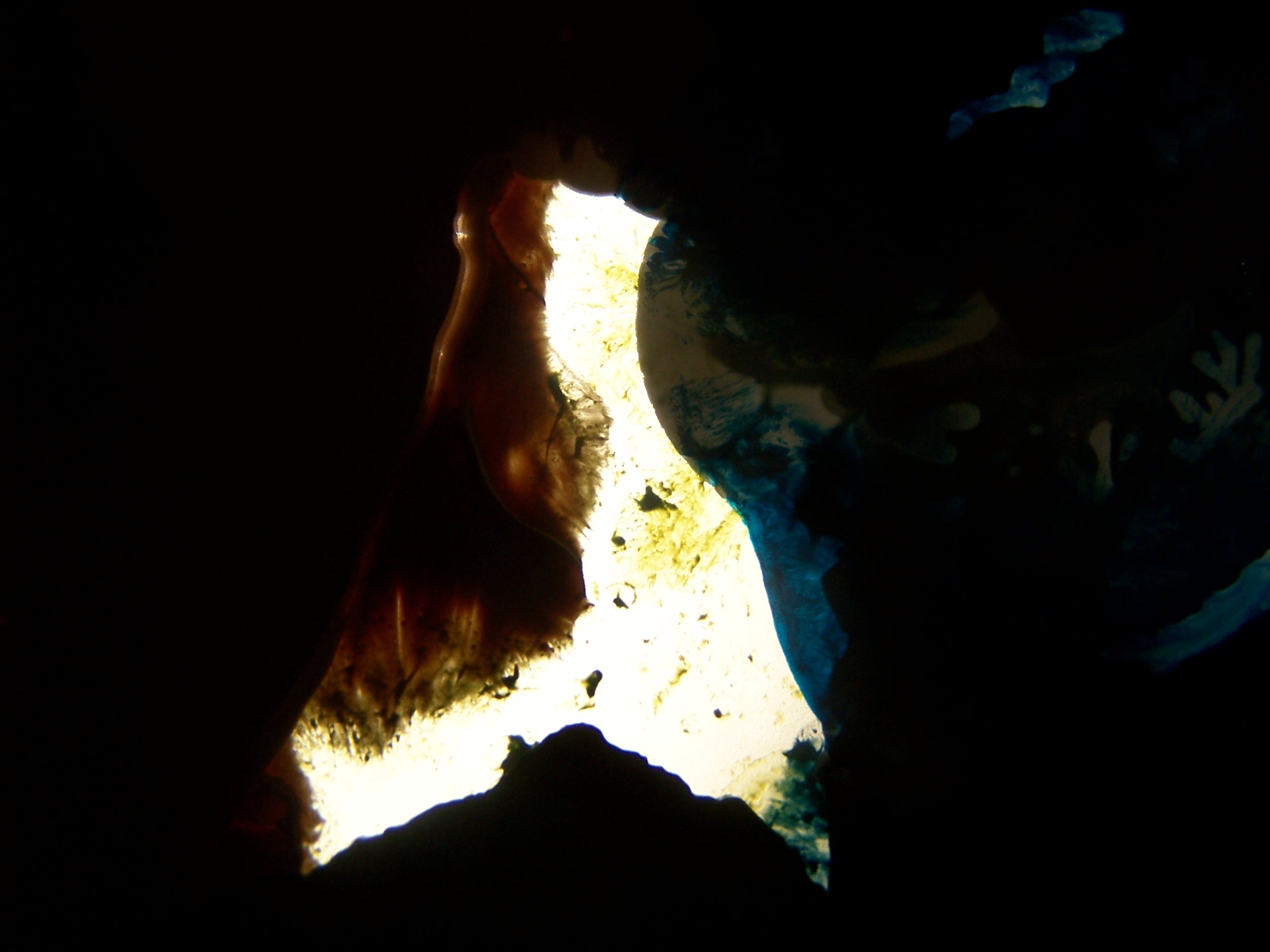 Chrysalide onirique