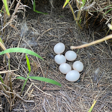 pueo eggs.jpg