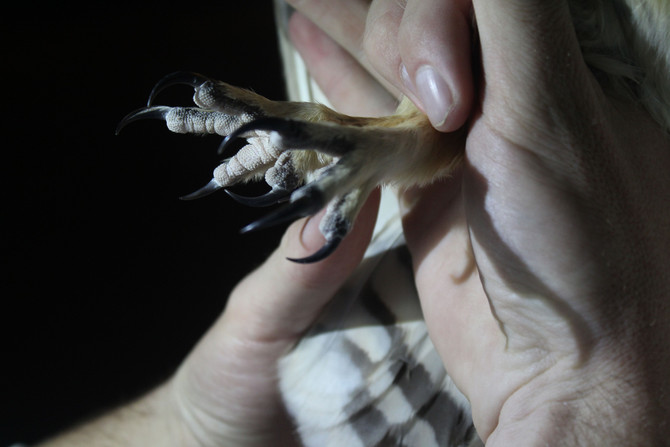 Pueo Banding Efforts