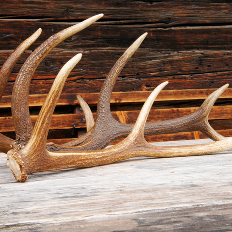 Deer Hunting