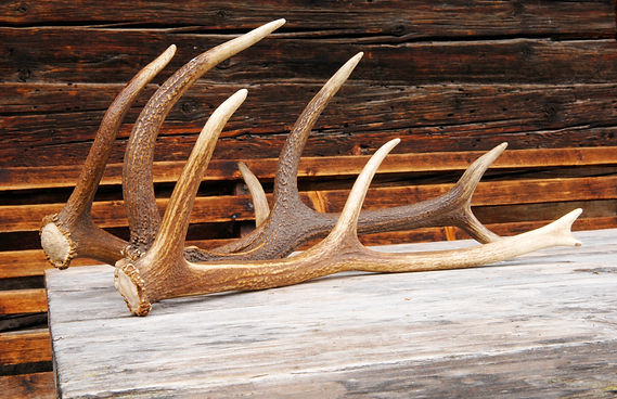 Antlers