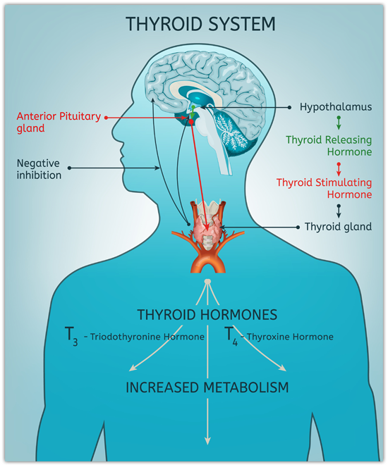 Thyroid-System - Schaubild_engl..png