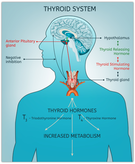Thyroid-System - Schaubild_engl..png