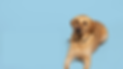 Copy of Healthypup deck 2023.png