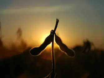 How Farmers Should Respond to Soybean Rally, According to Market Analyst