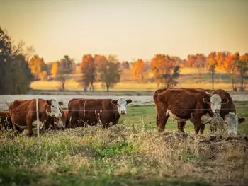 As Cattle Prices Climb, Managing Risk Is More Critical Than Ever