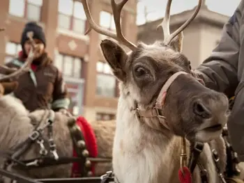 Could Reindeer Be Your Farm’s Next Venture? Here’s What to Know