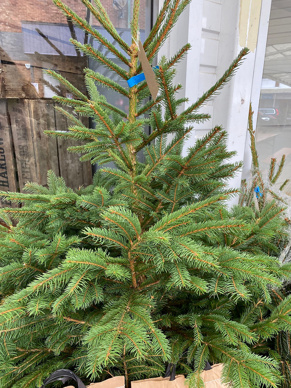 Thumbnail: CHRISTMAS TREE - NORDMAN FIR