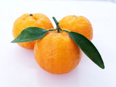 Last but not least, GOLD NUGGET MANDARINS!