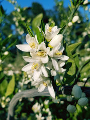 The Best Growing Season Yet