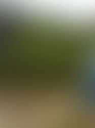 Bulloch County farm growing citrus crop