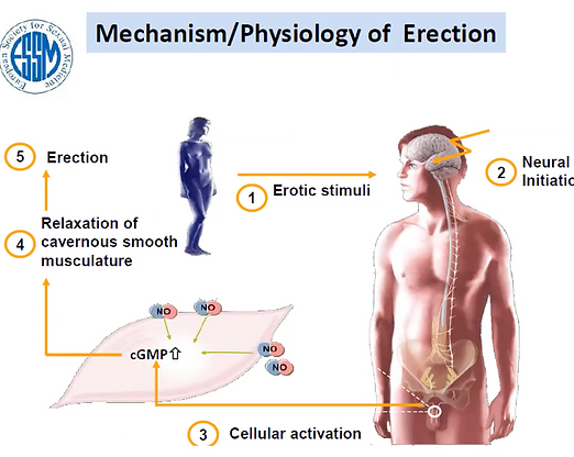 Mechanism/Physiology of an Erection