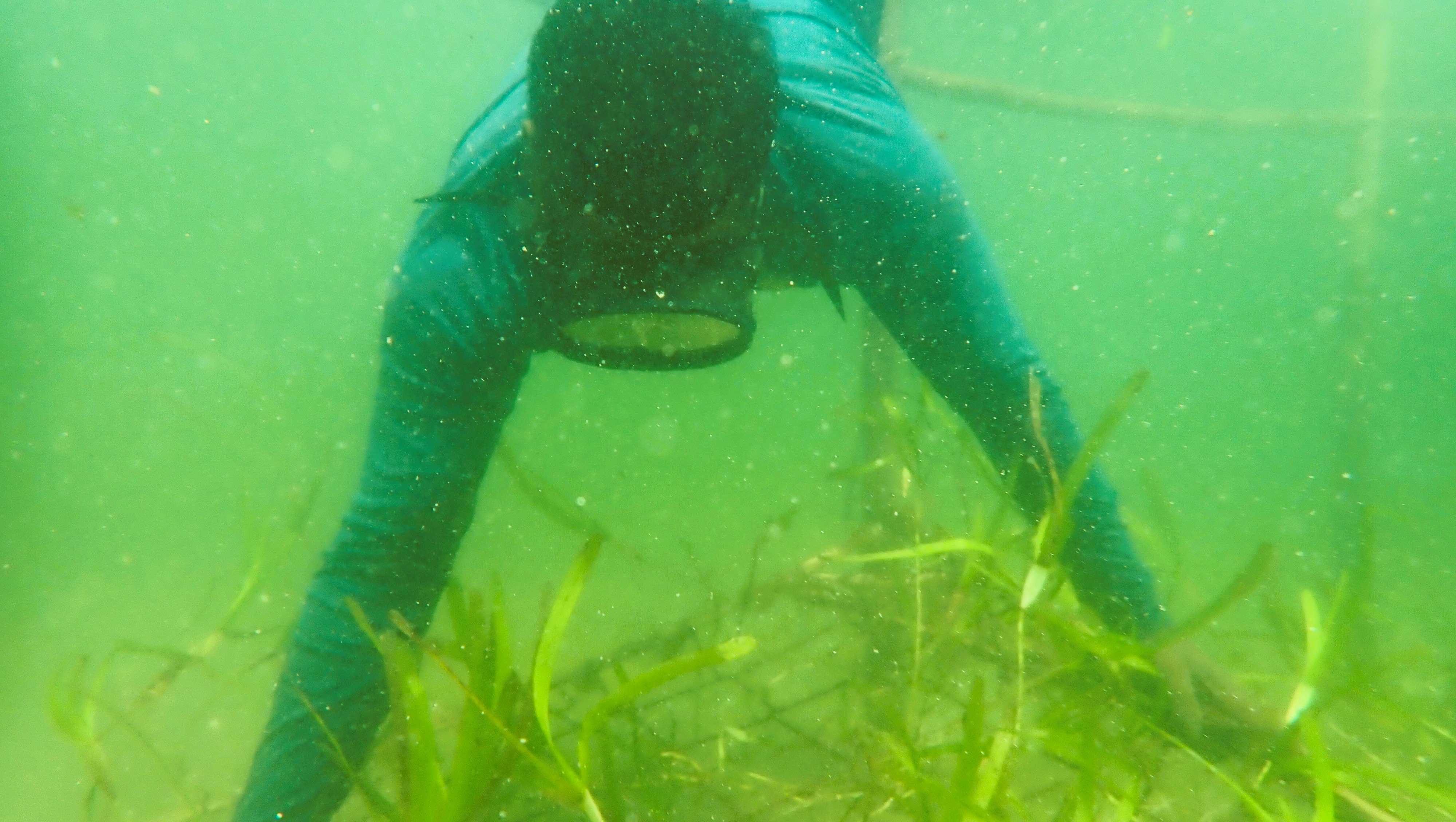 A diver working underwater with a seagrass restoration frame in OMCAR’s field collection.