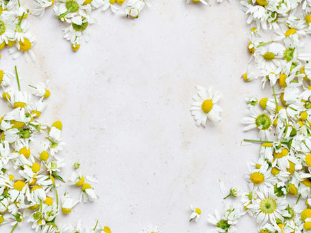 Plantas medicinales para la endometriosis: evidencia y precauciones