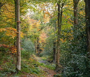 Bala Woodland.jpg