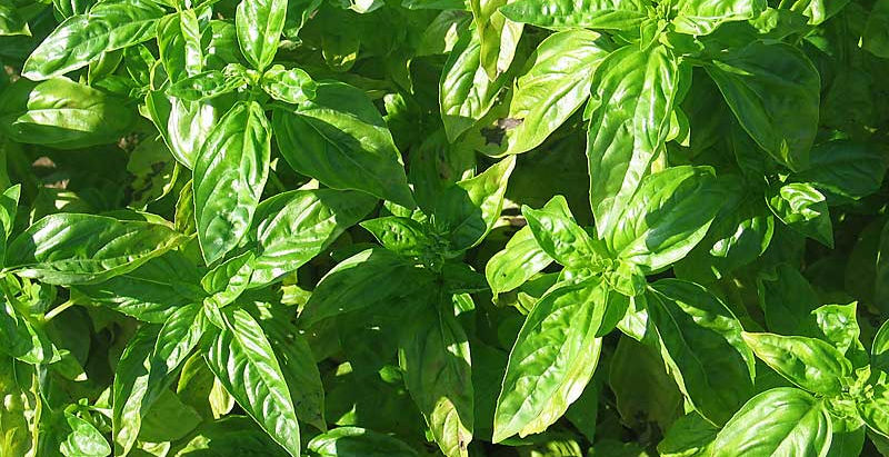 Hawai‘i Department of Health orders two O‘ahu farms to cease sale of basil due to pesticide violatio