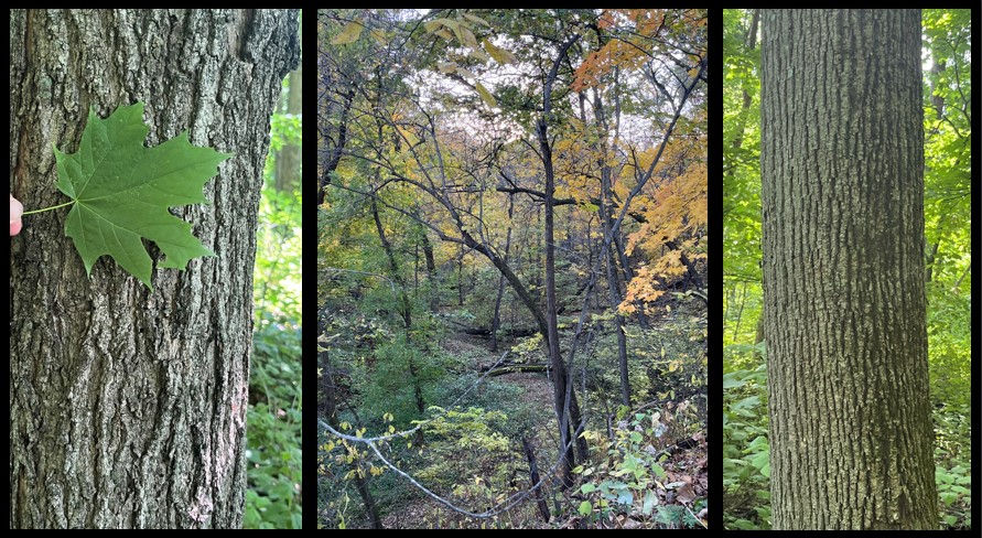 Barking up the Right Tree: A tree identification saunter