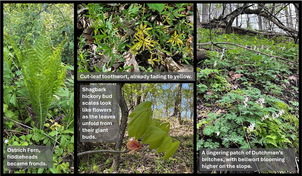 A collage of spring plants: ostrich fern fronds, yellowing cut-leaf toothwort, shagbark hickory buds, and Dutchman’s breeches with bellwort.