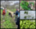 composite showing a man teaching a group of people outdoors, a basket with mushrooms and plant leaves, a picture comparing two plants, and a patch of wild leek plants.