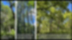 Three-panel forest collage of birch, aspen, and black walnut stands under blue sky, with captions about succession.