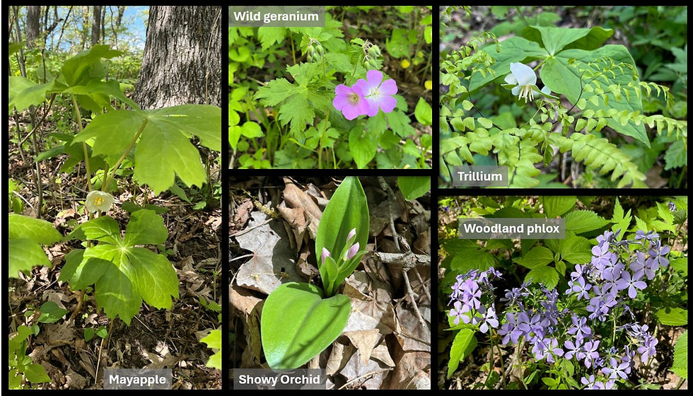 Collage of forest wildflowers: Mayapple, Wild geranium, Trillium, Showy Orchid, Woodland phlox.