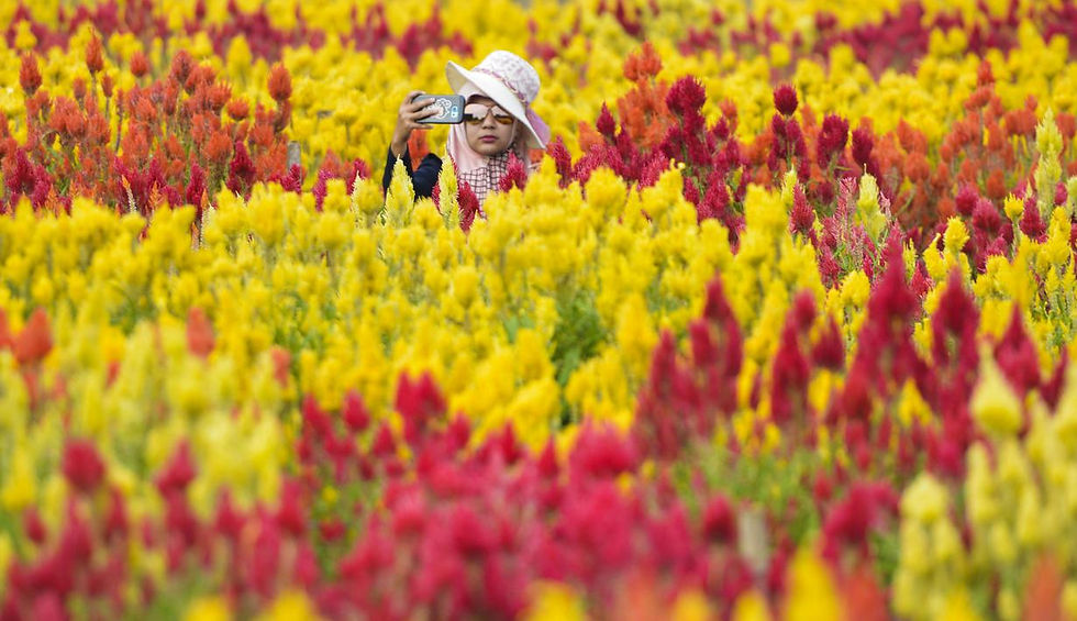 Taman Bunga Celosia, sumber : Liputan6