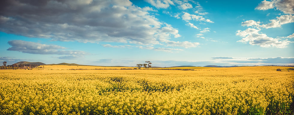 CANOLA FIELD No.32