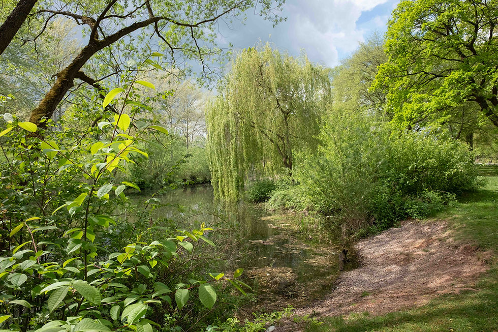 Groene oever met bomen en struiken, en een rustige vijver op een zonnige dag. Heldergroen gebladerte tegen een blauwe lucht.