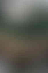 Camping de Nachtegaal in Vlaanderen