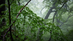 lentebos in nedersaksen