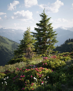 bomen in een bloeiende alpenweide Schuhflicker
