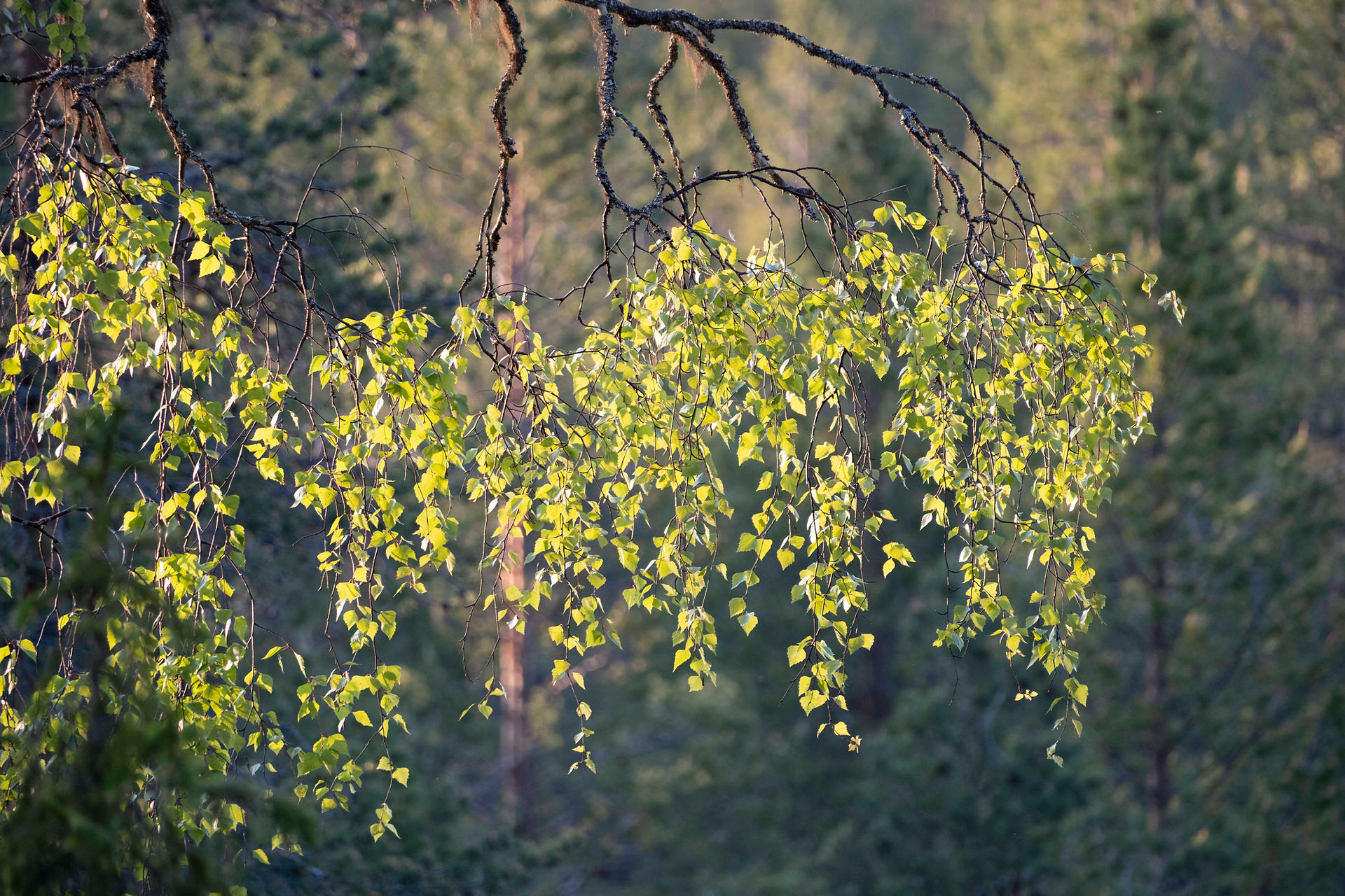 Bos in Salla