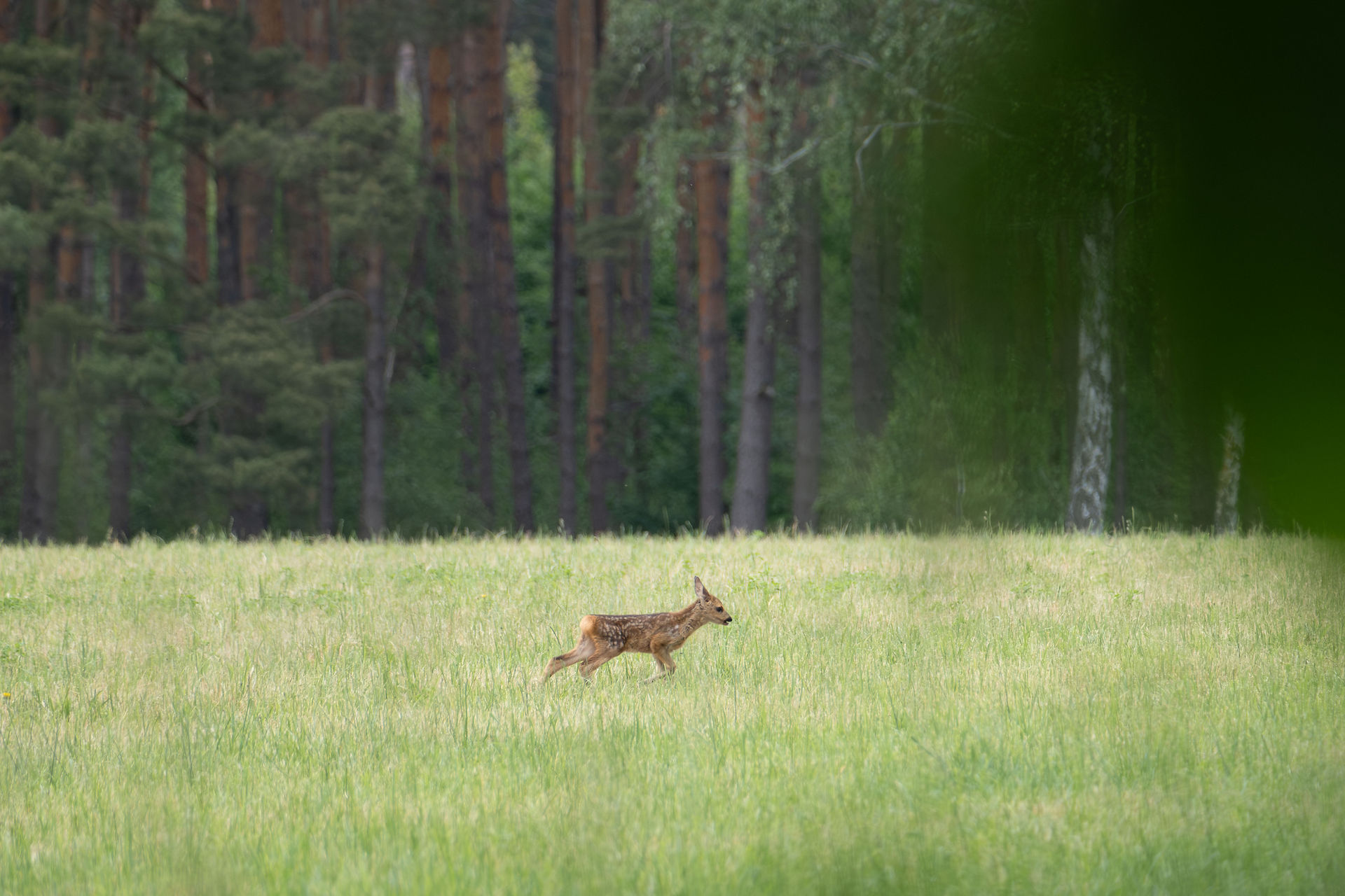 Park Książęcy Zatonie ree
