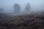 Westruper Heide in Münsterland, Duitsland