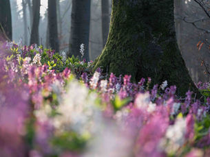 Freedenblüte in het Osnabrücker Land