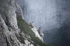 steenbokken Pilatus