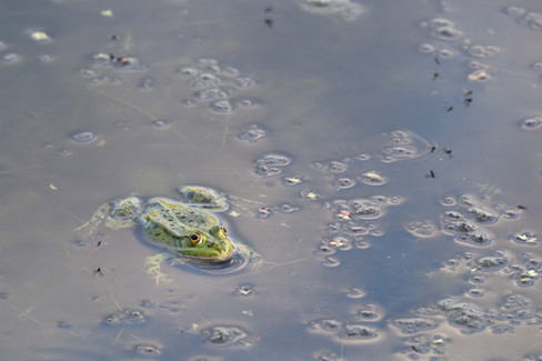 kikker in Park Narodowy Ujście Warty