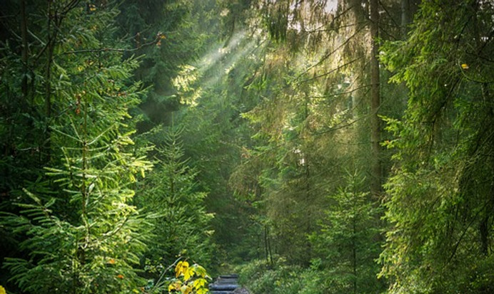 forest-2942477_640.jpg