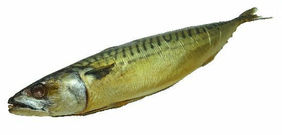 Mackerel Econom