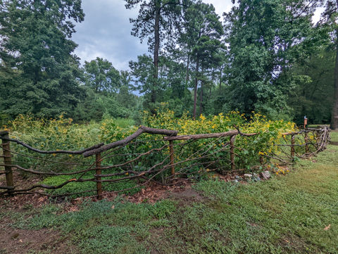 Natural Branch fence and arbor