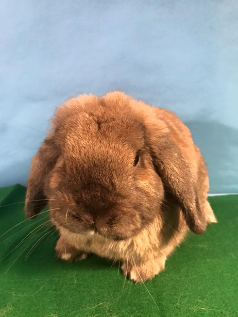 Our Rabbits | Alabama Rabbit Rescue