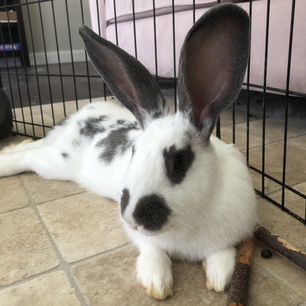 Our Rabbits | Alabama Rabbit Rescue