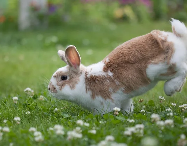 bunny clinic near me